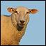 25295_Sheep